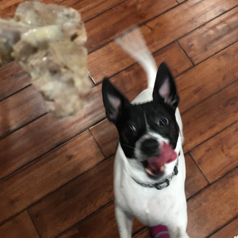 Hi 🐾 ⭐️ 🥂 🐾 💥